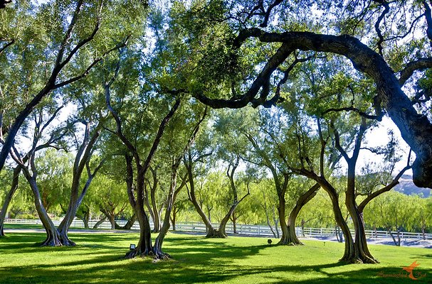 Landscapes 37 Olive Grove 03