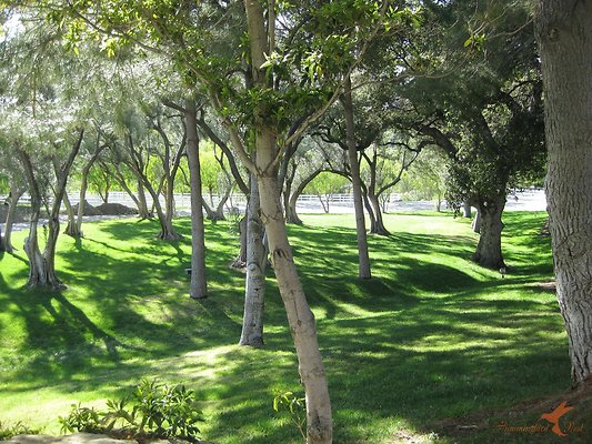 Landscapes 38 Olive Grove 04