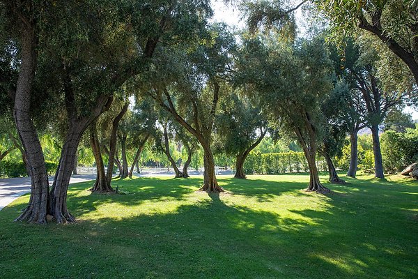 Olive Tree Grove Side