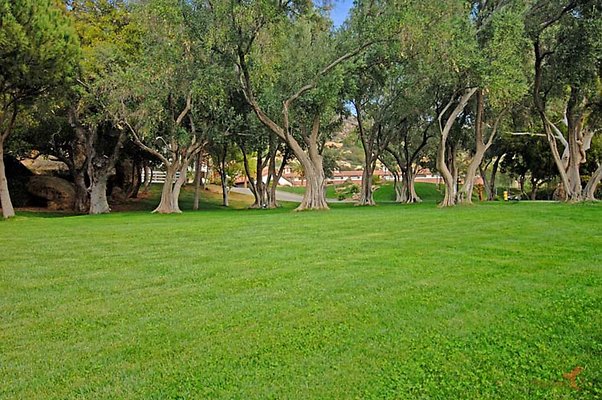 Landscapes 35 Olive Grove 01 Landscapes 35 Olive Grove 01