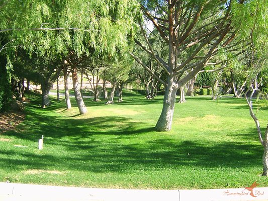 Landscapes 36 Olive Grove 02 Landscapes 36 Olive Grove 02