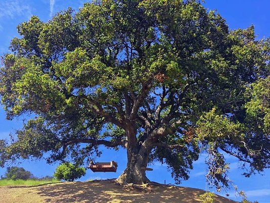 canyonswing tree Brentwood