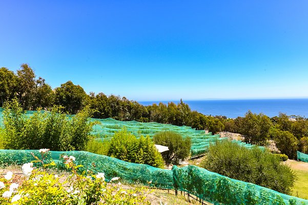 UNIVERSAL-B544-MA-77