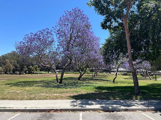 Cheviot Hills Park